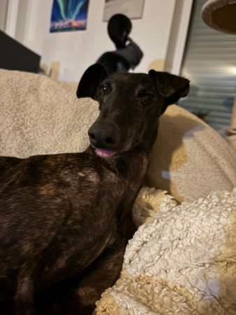 WhatsApp Image 2026-01-31 at 21.24.59